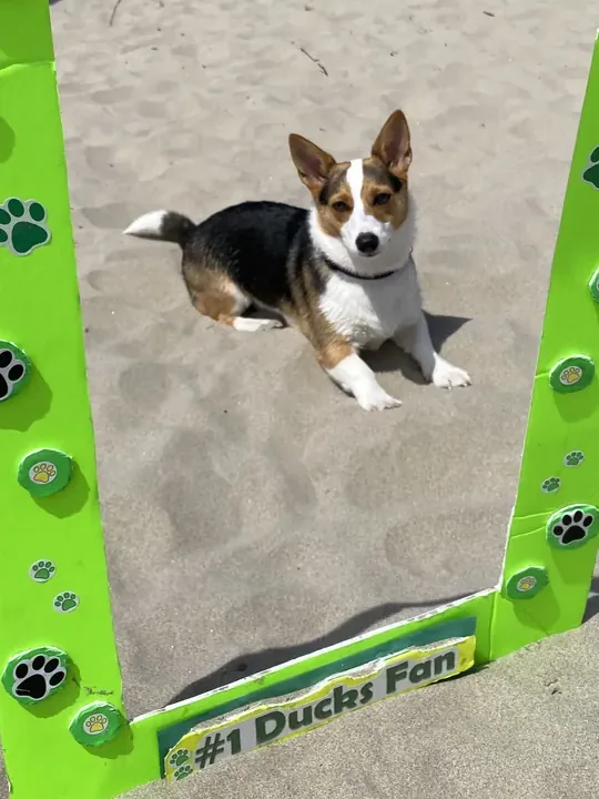 Bella, a black and white corgi, sitting on the sand behind a #1 Ducks Fan sign