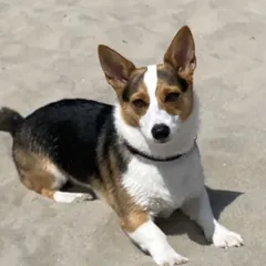 Bella the corgi at the beach