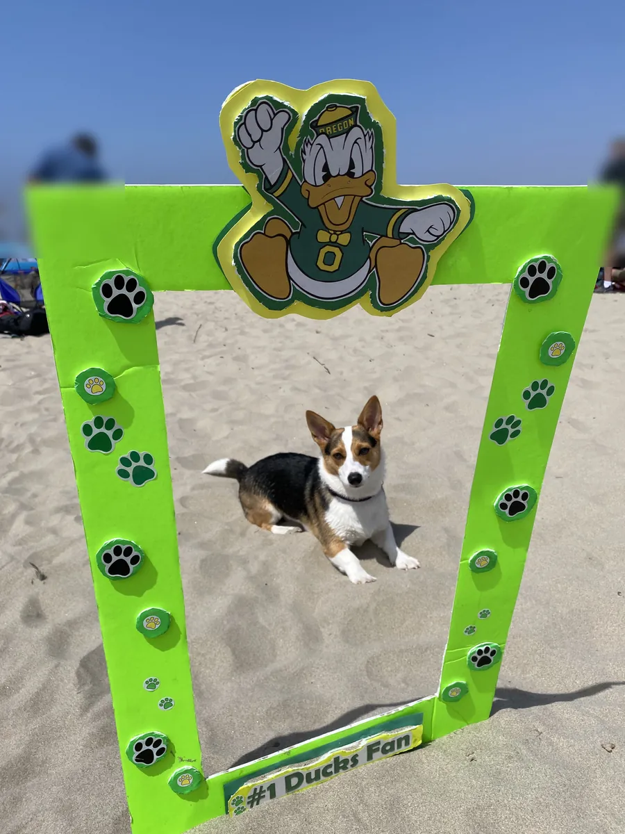 Bella, a black and white corgi, sitting on the sand inside a green #1 Ducks Fan photo frame at the beach