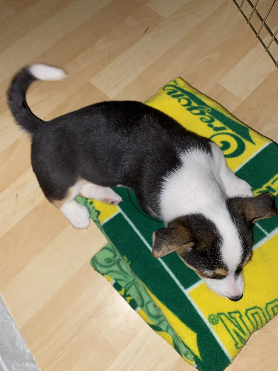 Bella as a black and white corgi puppy, lying on a green and yellow Oregon blanket