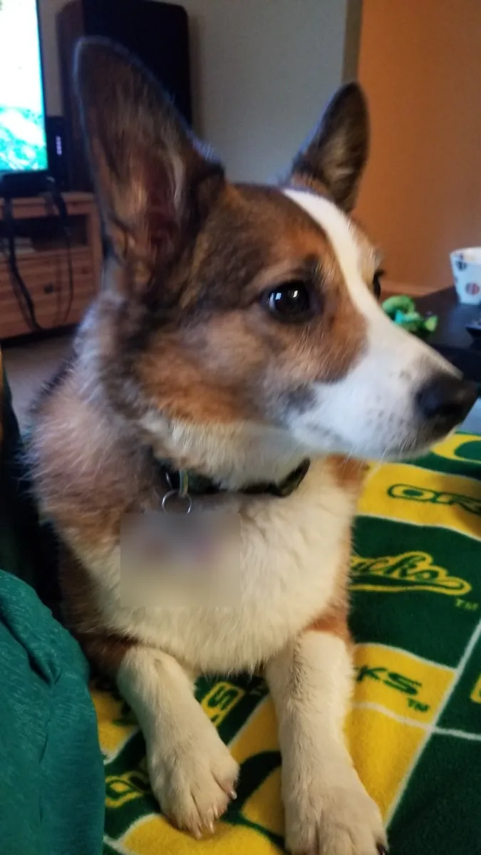 Kirby, a brown and white dog, sitting on a green and yellow Oregon Ducks blanket