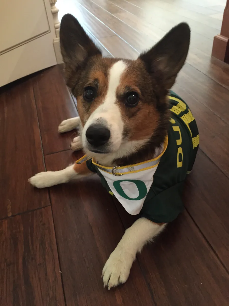 Kirby, a brown and white dog, lying on a wood floor in an Oregon Ducks jersey and a white bandana with a green O