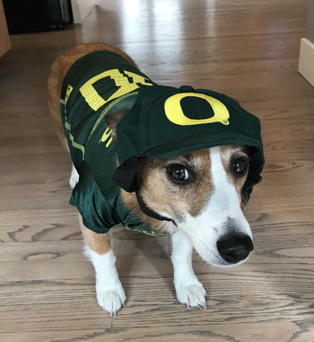 Kirby, a brown and white dog, in an Oregon jersey and a green cap with a yellow O