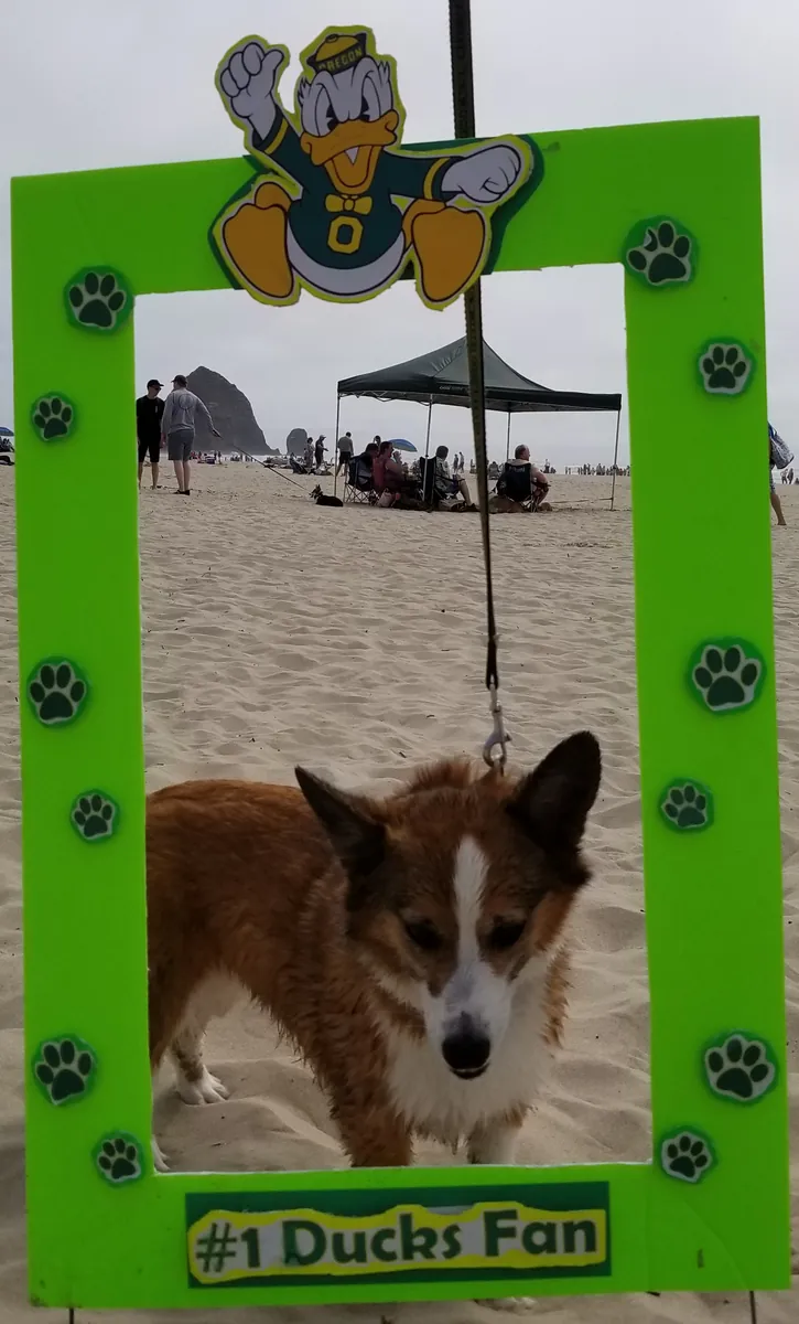Kirby, a brown and white dog, standing on the sand inside a green #1 Ducks Fan photo frame at the beach
